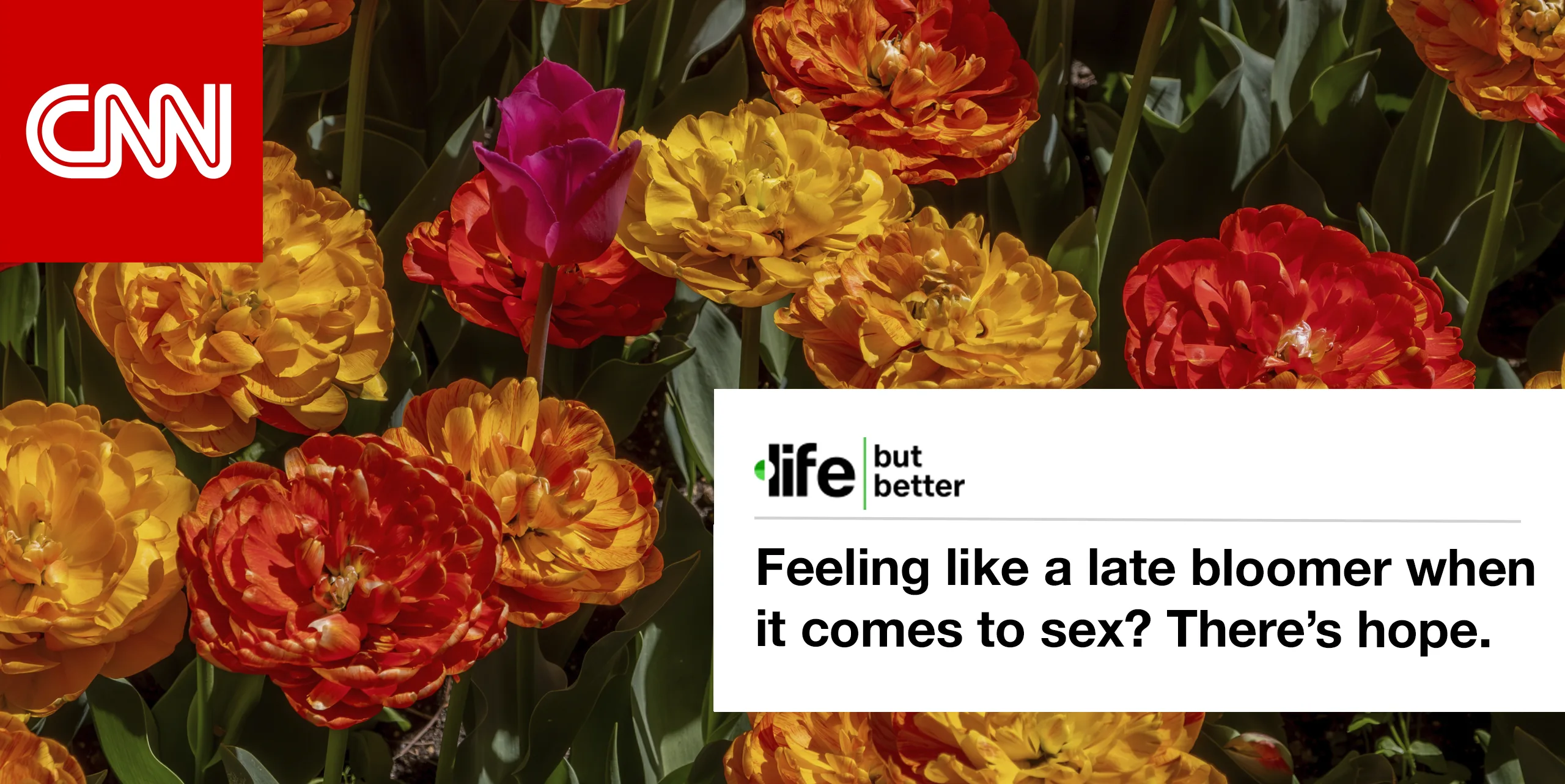 CNN logo and photo of a late-blooming tulip among other flowers. CNN tagline: life but better. Headline: Feeling like a late bloomer when it comes to sex? There's hope.